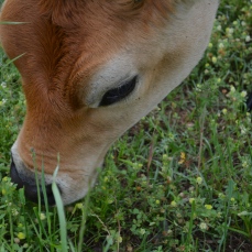 cow at koinonia